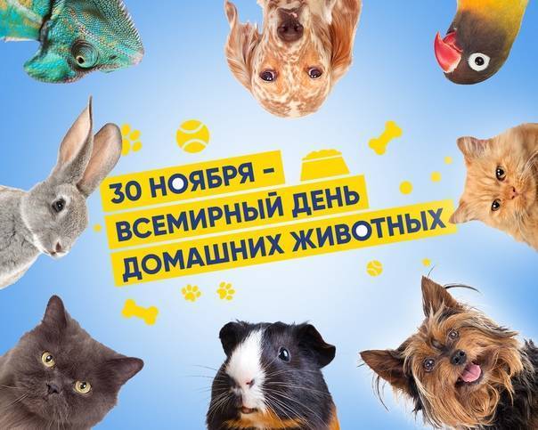 Всемирный День домашних животных.